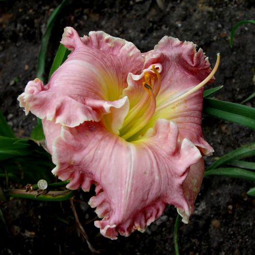 ruffled masterwork rs
